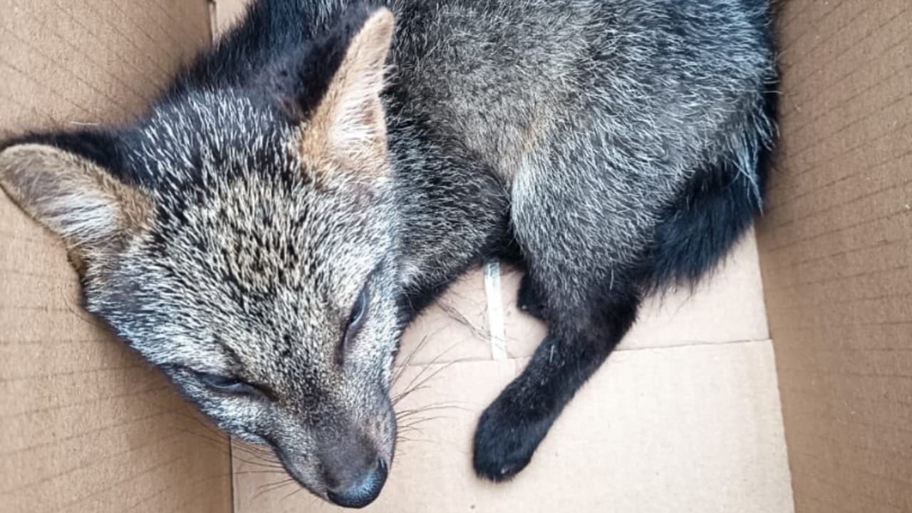 Animal foi resgatado em Parapeúna