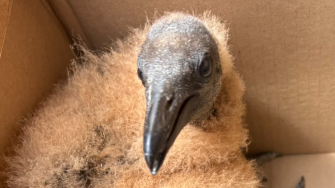 Filhote de urubu resgatado pela Vigilância Ambiental
